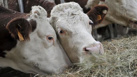 Un cas de brucellose bovine découvert en France Un cas de brucellose bovine découvert en France