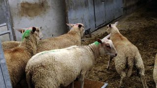 Les abattoirs d’ovins et de caprins regardés à la loupe Les abattoirs d’ovins et de caprins regardés à la loupe