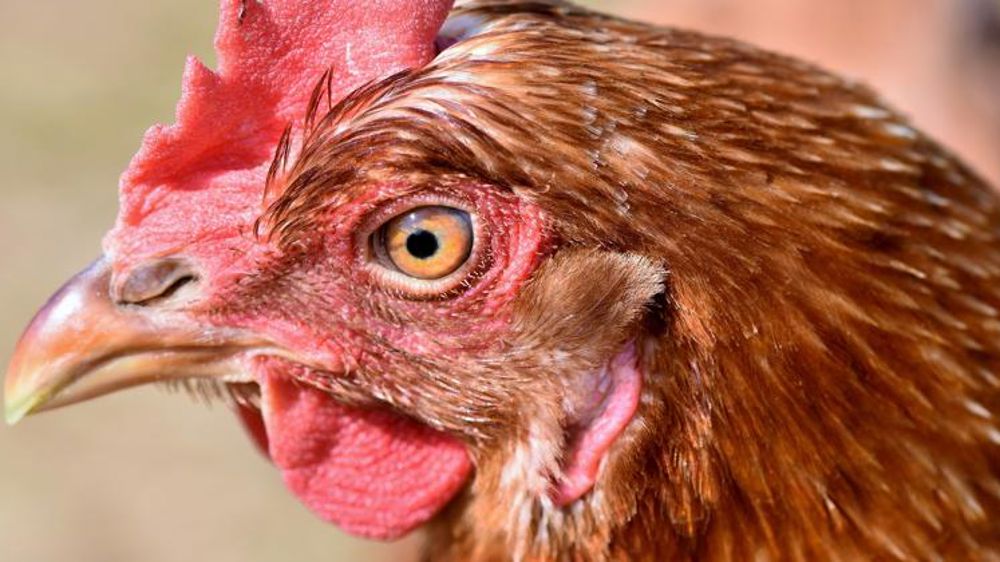 Les volailles belges confinées à cause de la grippe aviaire