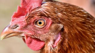 Les volailles belges confinées à cause de la grippe aviaire Les volailles belges confinées à cause de la grippe aviaire