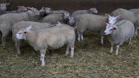 Le cours de l’agneau est tiré par le manque d’offre Le cours de l’agneau est tiré par le manque d’offre