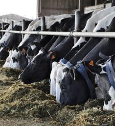 Sandi Boost Sanders vaches laitières