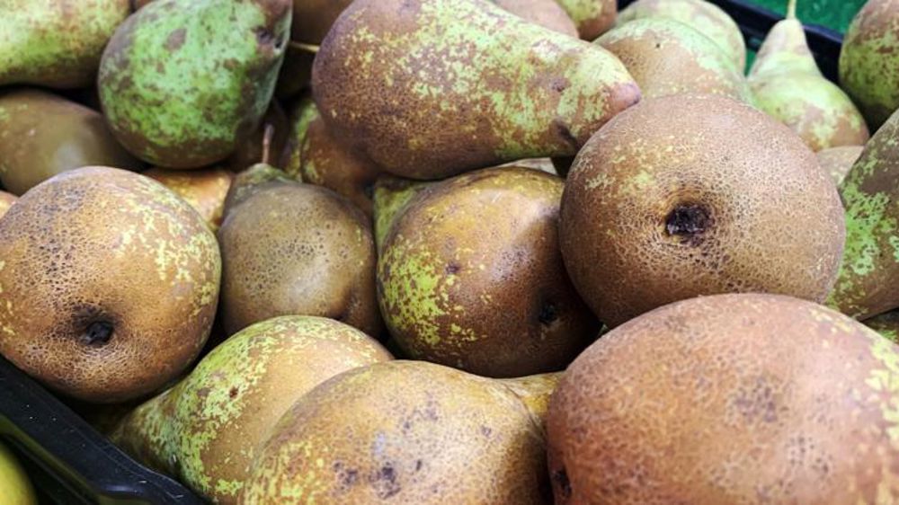 Le gel printanier fait chuter la récolte de poires de table