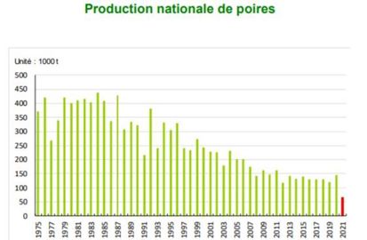Le gel printanier a amputé la récolte de la poire française en 2021. © Agreste