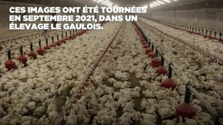 Les professionnels des volailles françaises « sont à bout » Les professionnels des volailles françaises « sont à bout »