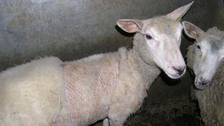 Un programme pour contrer la gale ovine Un programme pour contrer la gale ovine