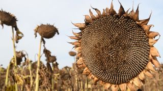 Une année 2021 record pour le tournesol Une année 2021 record pour le tournesol