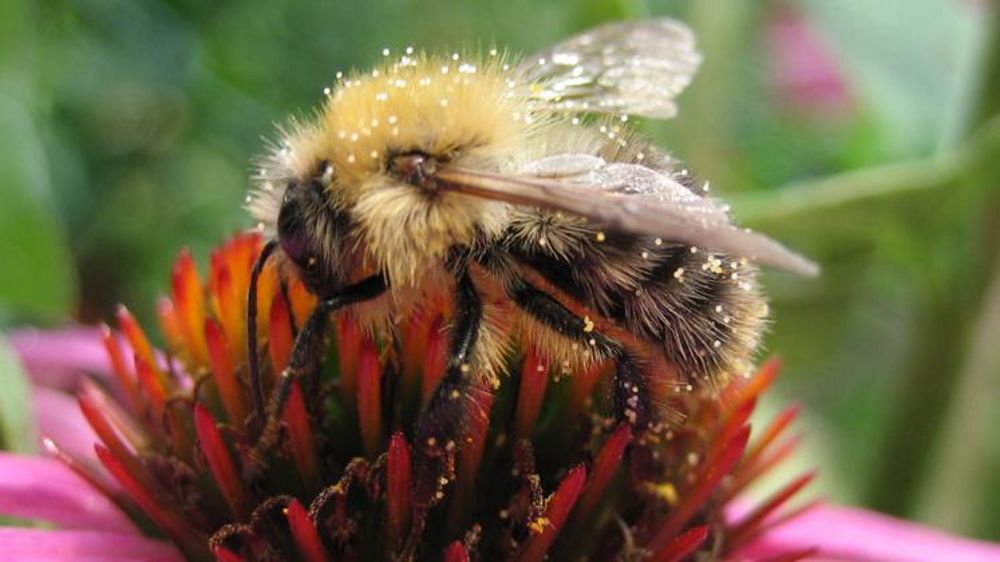Ce qu’il faut retenir du nouvel arrêté « abeilles »