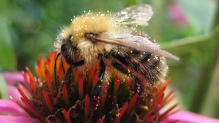 Ce qu’il faut retenir du nouvel arrêté « abeilles » Ce qu’il faut retenir du nouvel arrêté « abeilles »