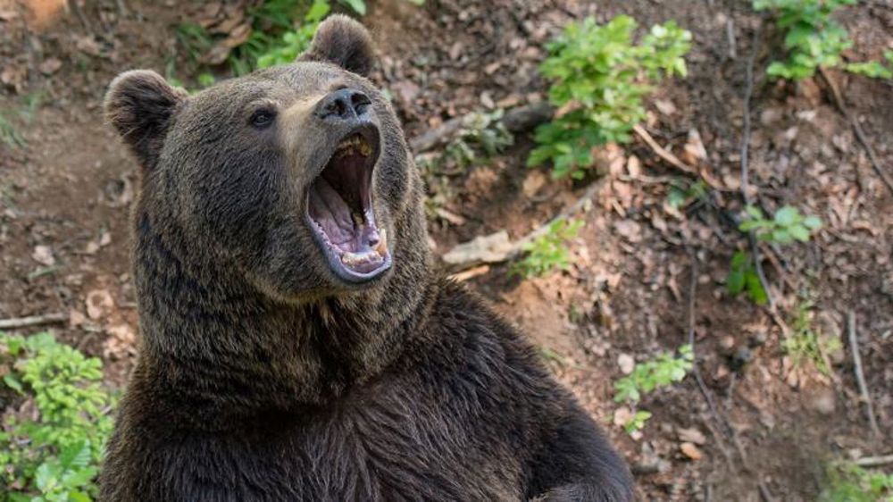 Un chasseur grièvement blessé par une ourse Un chasseur grièvement blessé par une ourse