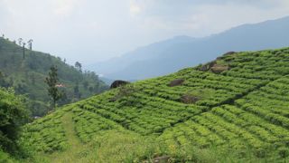 Le Sri Lanka renonce à l’agriculture 100 % biologique Le Sri Lanka renonce à l’agriculture 100 % biologique