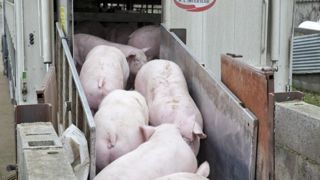 « Les éleveurs perdent 25 à 30 euros par porc » « Les éleveurs perdent 25 à 30 euros par porc »