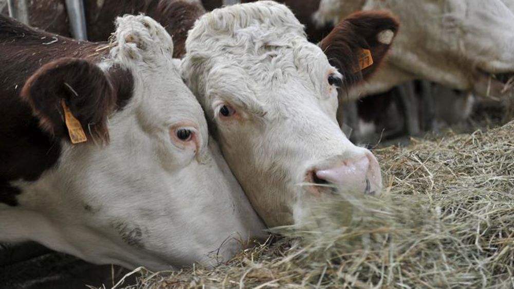 Des aimants pour les bovins en cas d’ingestion de métal