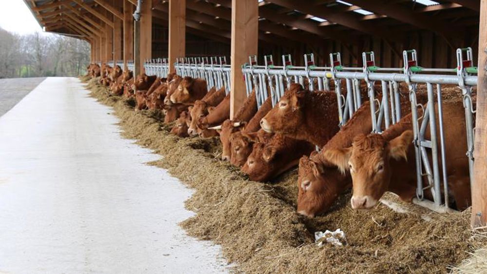 Moins de vaches à l’abattoir en octobre