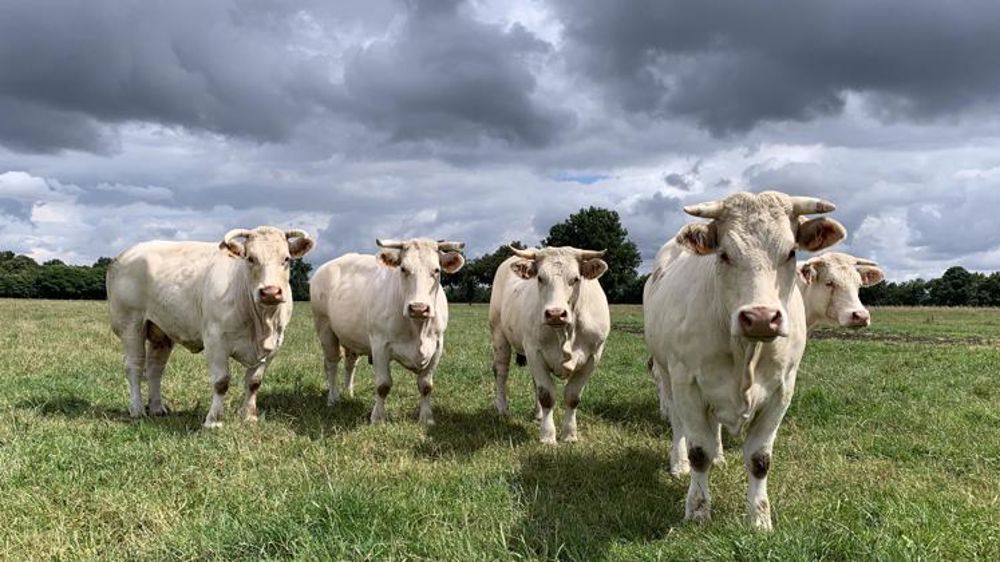 La FNB diffuse un contrat type pour la vente des bovins