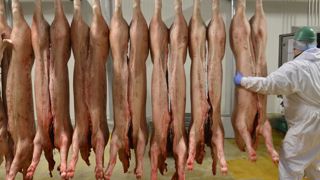 Le cours du porc a chuté en octobre Le cours du porc a chuté en octobre