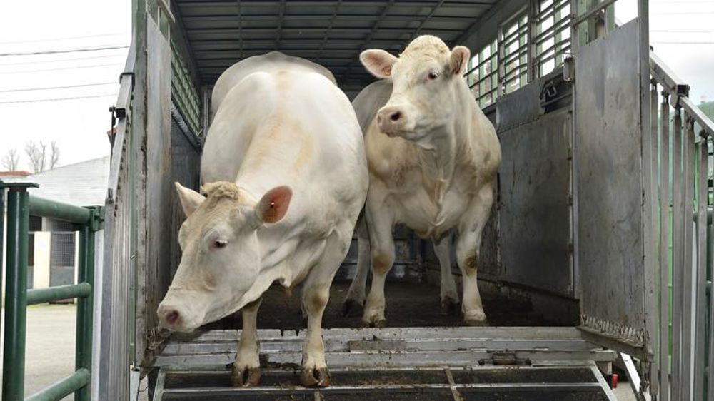 Des eurodéputés veulent limiter le transport en vif