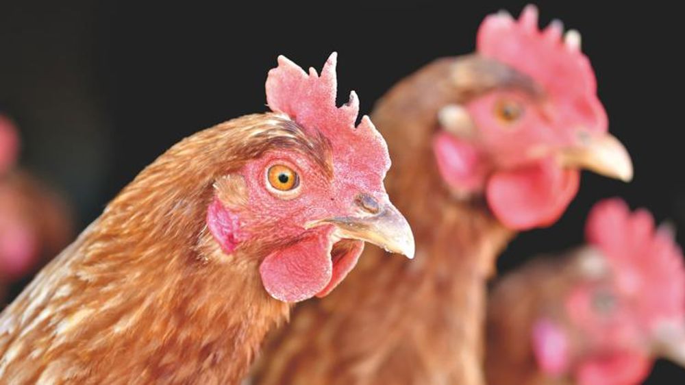 Un nouveau foyer de grippe aviaire dans le Nord