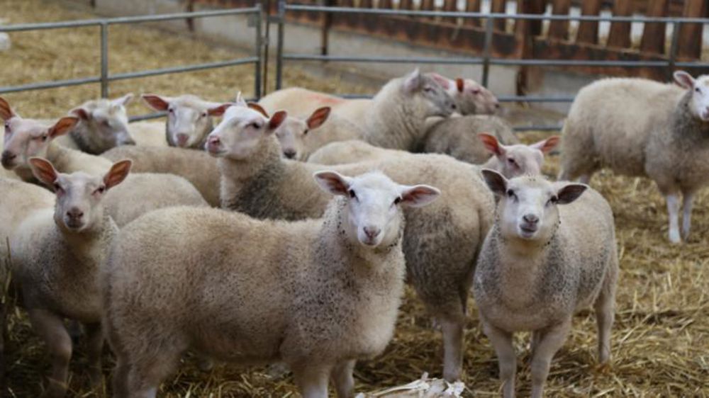 Moins d’agneaux à l’abattoir en octobre