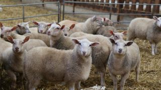 Moins d’agneaux à l’abattoir en octobre Moins d’agneaux à l’abattoir en octobre