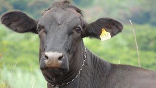 La Chine lève son embargo sur la viande brésilienne La Chine lève son embargo sur la viande brésilienne