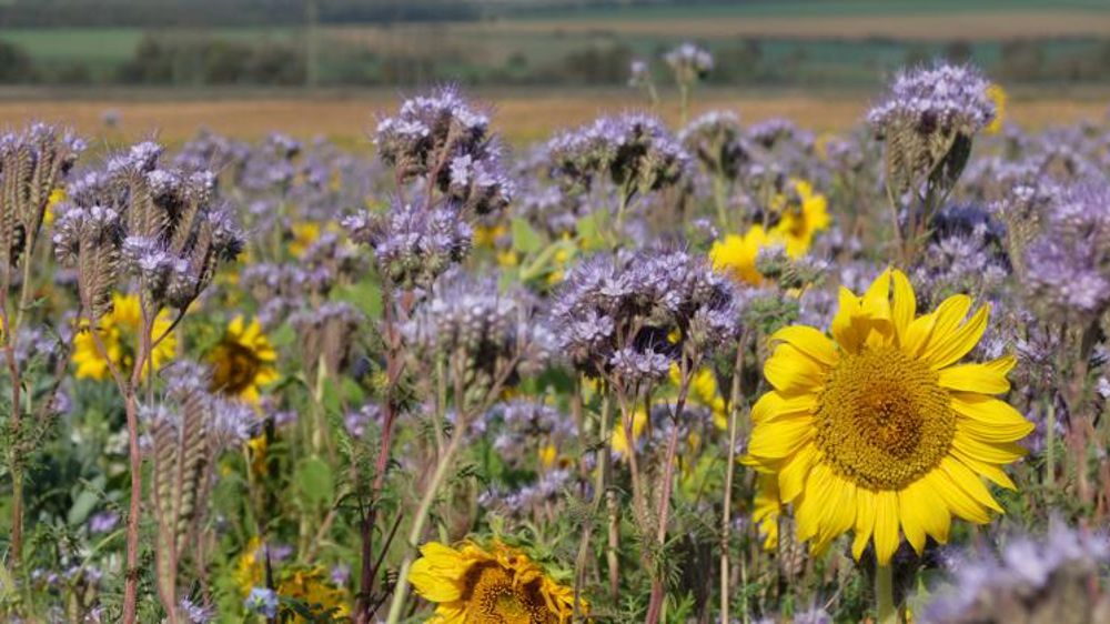 L’Apad s’interroge sur le marché du carbone