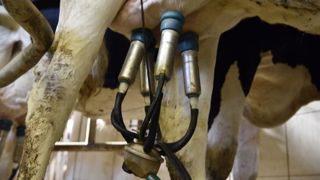 « Faillites » en vue dans les élevages laitiers, prévient l’Apli « Faillites » en vue dans les élevages laitiers, prévient l’Apli