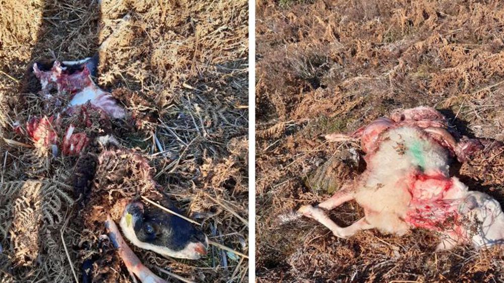 « Je ne supporterai pas les attaques des loups très longtemps »