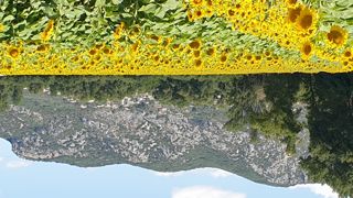 Il faudra attendre fin novembre début décembre pour en savoir plus sur quantité de semences de tournesol réellement produite en 2022. Il faudra attendre fin novembre début décembre pour en savoir plus sur quantité de semences de tournesol réellement produite en 2022.