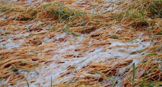 Les dégâts semblent limités dans les parcelles de l’Oise même si, quelques-unes parmi les plus avancées, surtout d’orge d’hiver, présentent parfois un piteux état.