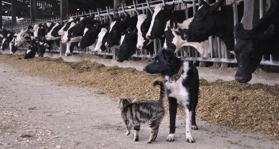 néosporose bovine chien vache