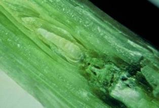 Apex ayant gelé juste après épi 1 cm (le bourgeon est blanchâtre car desséché au lieu d’être translucide).