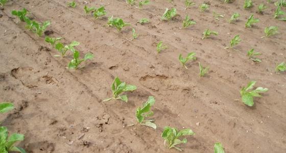 Top-etho 200 et Murena 200 seront interdits d’emploi en 2012.