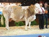 simmental