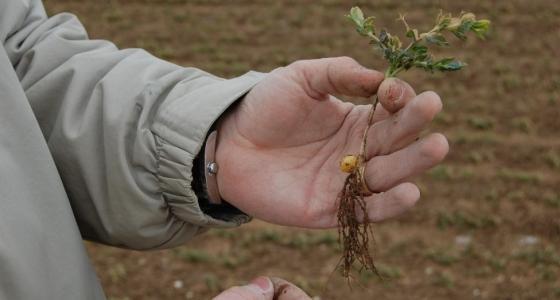 Il est important de vérifier l’état du collet et de la racine. Ici des dégâts foliaires mais de belles ramifications vertes permettront au pois d’hiver de repartir. 