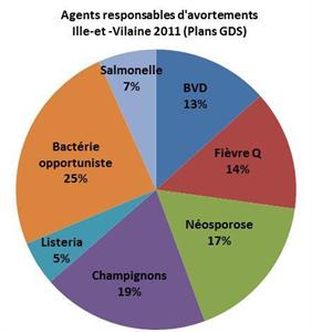 causes d'avortements vaches laitières