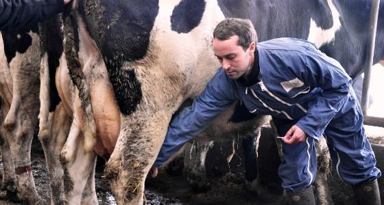 fiévre Q chez les bovins
