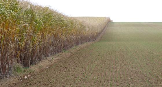 Biomasse pour le Futur vise à développer de nouvelles variétés et des systèmes de culture de miscanthus (Nord de la France) et de sorgho (Sud de la France) améliorés pour le rendement en biomasse lignocellulosique, ayant un faible impact environnemental et une composition adaptée aux applications industrielles et aux biocarburants de deuxième génération