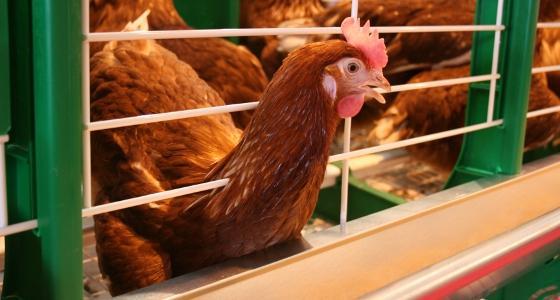 Le prix de l'oeuf 53-63 g a progressé de 7 % entre décembre 2011 et janvier 2012