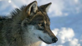 Le réseau loup se déploie en Nouvelle-Aquitaine Le réseau loup se déploie en Nouvelle-Aquitaine