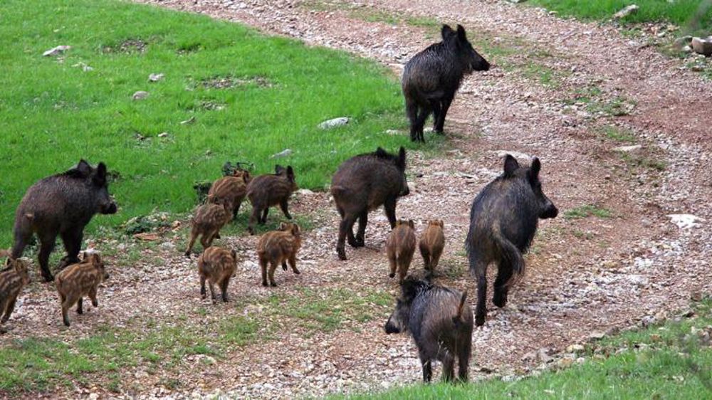 Une nouvelle clôture érigée en Belgique