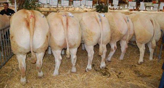 concours animaux de boucherie