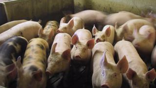 Les pestes porcines sous haute surveillance Les pestes porcines sous haute surveillance