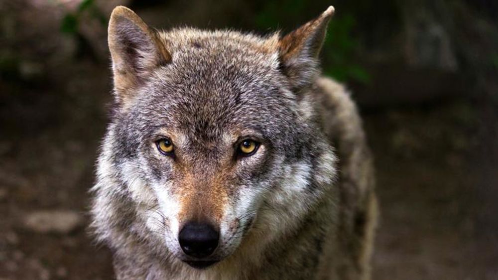 Plus de 12 500 victimes du loup en 2018