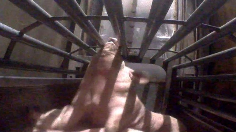 Trois amendes requises contre le directeur, épinglé par L214