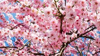 Prédire la floraison, très sérieuse mission au Japon Prédire la floraison, très sérieuse mission au Japon