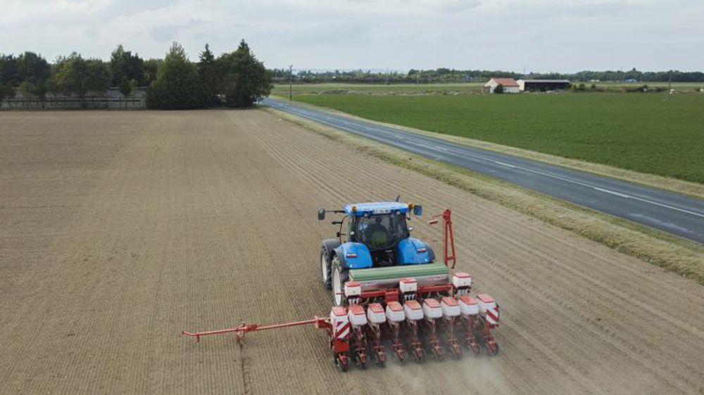 Le blé tendre rebondit, le colza trinque
