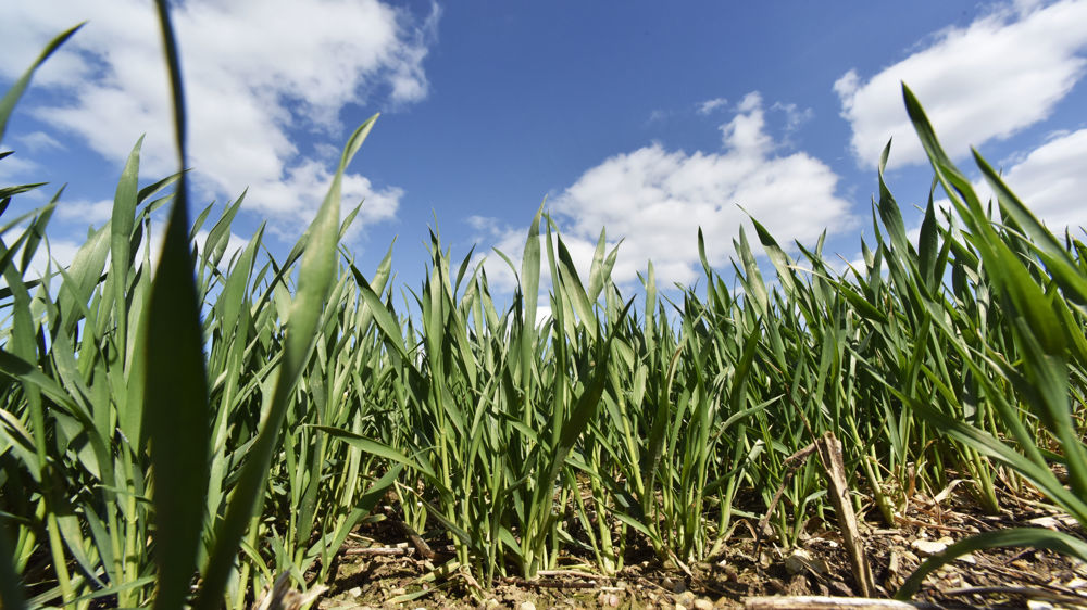 Le commerce en ligne s’adapte aux denrées d’origine animale