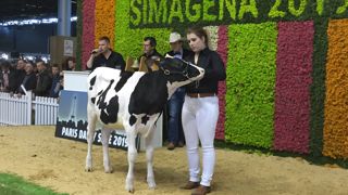 Une génisse prim’holstein à 130 000 € Une génisse prim’holstein à 130 000 €