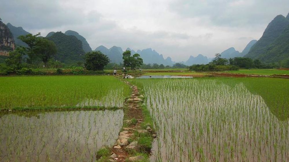 La Chine « déplore » la décision de l’OMC en faveur des USA